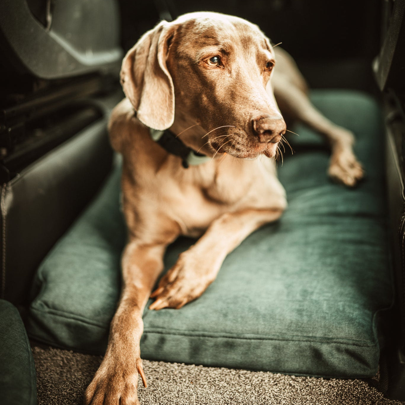 Bergbrise Dogs Copilot zwischen den Vordersitzen  – Orthopädisches Hundekissen im Wohnmobil & Camper
