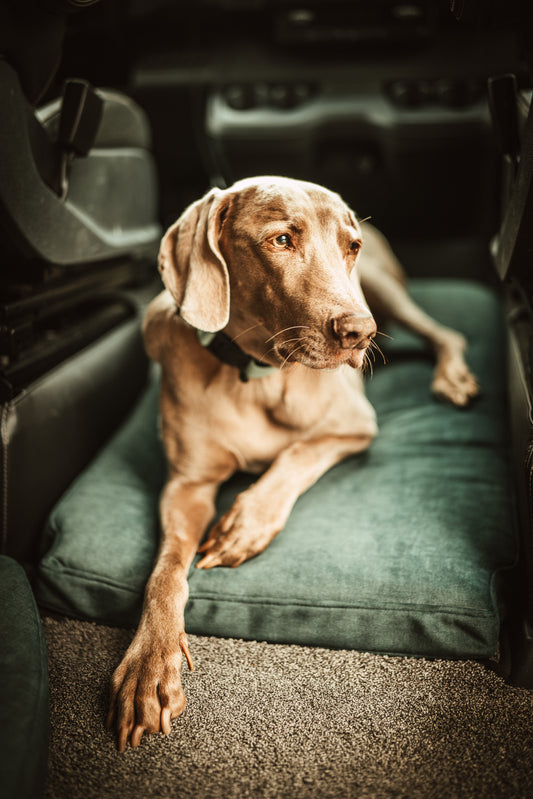 Bergbrise Dogs Copilot zwischen den Vordersitzen  – Orthopädisches Hundekissen im Wohnmobil & Camper