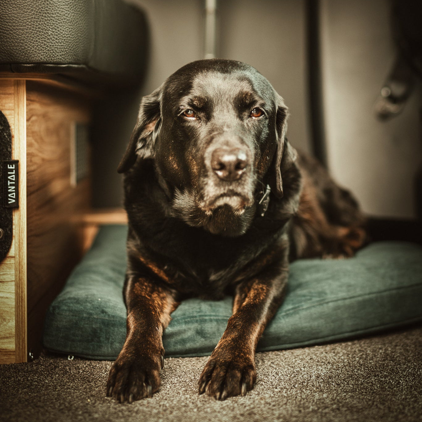 Bergbrise Dogs Ankerplatz für die Dinette – Orthopädisches Hundekissen im Wohnmobil & Camper