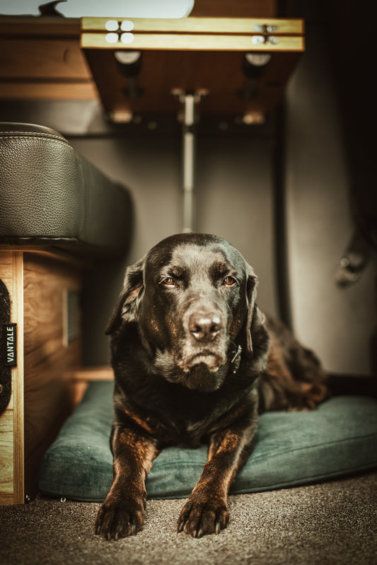 Bergbrise Dogs Ankerplatz für die Dinette – Orthopädisches Hundekissen im Wohnmobil & Camper