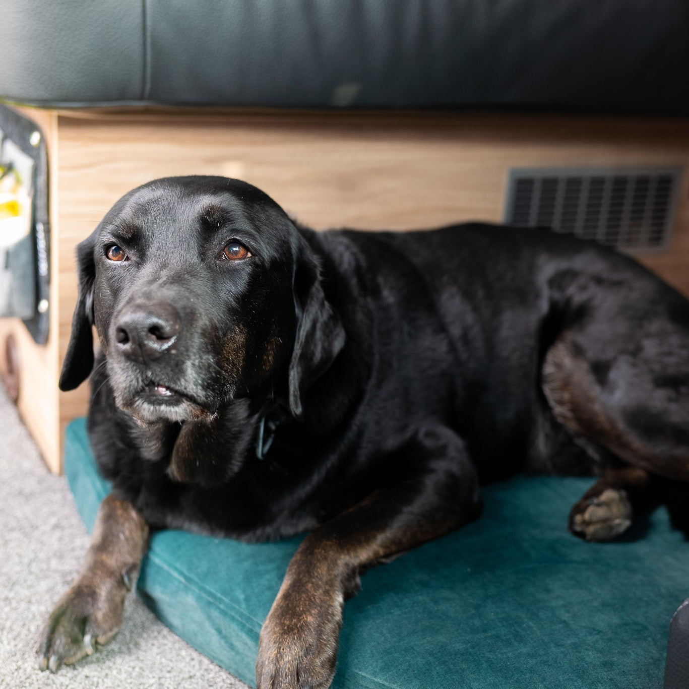 Bergbrise Dogs Ankerplatz für die Dinette – Orthopädisches Hundekissen im Wohnmobil & Camper